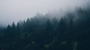 Foggy Forest Desktop Wallpapers - Top ...
