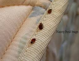 home remes to get rid of bed bugs