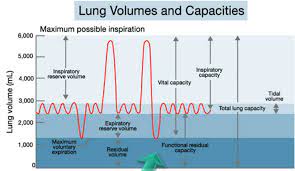 respiratory volumes and capacities