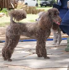 poodle dry skin issues and top remes