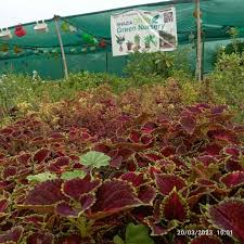 top plant nurseries in delhi best
