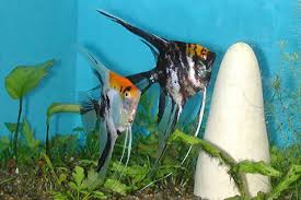 Aquaworld Aquarium Article Spawning And Raising Angelfish