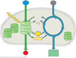 Cellular Respiration Diagram Quizlet