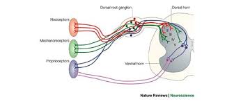 cell types in the dorsal spinal cord