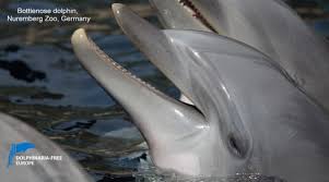 cetacean welfare dolphinaria free europe