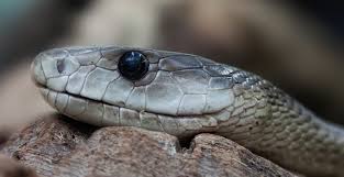 venom snake head reptile wildlife