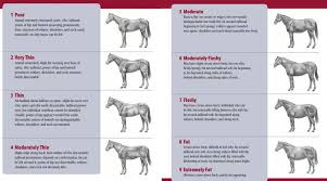 Equine Science For Equine Professionals Body Condition