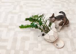 How To Keep Cats Away From Plants Our