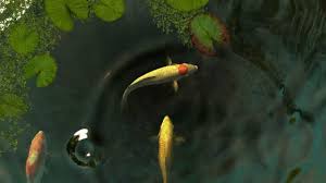 koi fish 3d screensaver you