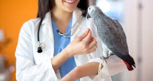How To Identify The Symptoms Of A Sick Bird Petcoach