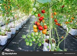 ripe young organic hydroponic tomatoes