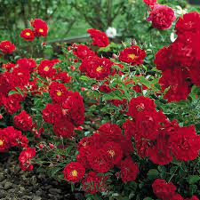 red ribbons ground cover rose