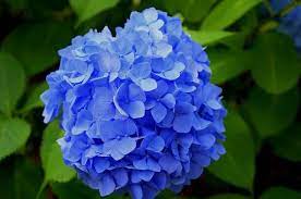 13 Blue Flowers For Australian Gardens