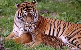 baby care gr lie tiger tiger cub