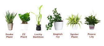 Six Low Light Houseplants South And