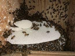 Honeybees At Veranda