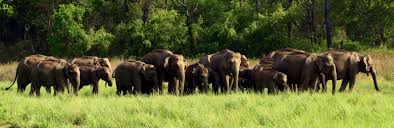 Image result for indian elephants