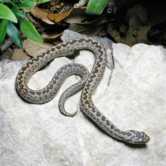 Image de Vipera ursinii - Monaco Nature Encyclopedia