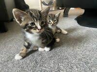 When he is not playing, you can find him purrin. Kittens In Croydon London Cats Kittens For Sale Gumtree