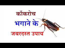 roach home remes in hindi