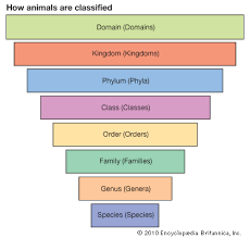 Classification Of Living Things Chart Plants And Other