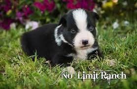 In her spare time, she loves being outside, running around and chewing on sticks. Miniature Australian Shepherd Puppy For Sale Adoption Rescue For Sale In Greenbrier Arkansas Classified Americanlisted Com