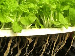 Aquaponics Grow Vegetables In Your