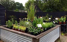 Plants For Your Garden Near Atlanta