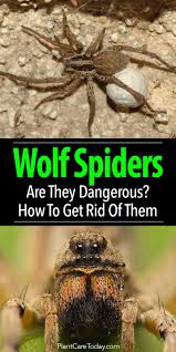 Wolf Spiders Are They Dangerous And How To Get Rid Of Them