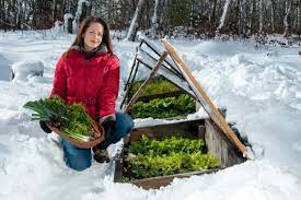 Winter Gardening Harvesting Tips From