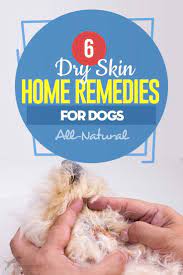 6 recommended dog dry skin home remedy