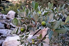 quercus oblongifolia mexican blue oak