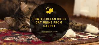 clean cat urine from rug 2024