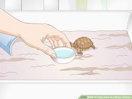 How To Take Care Of A Baby Tortoise 13 Steps With Pictures