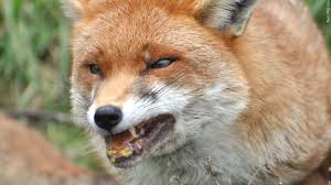 Rabid fox attacks Richmond County resident