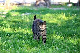 徘徊猫动物- Pixabay上的免费照片- Pixabay