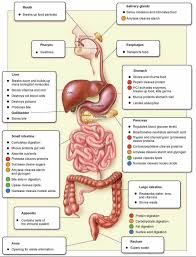 42 Ageless Flow Chart Of Food Through Digestive System