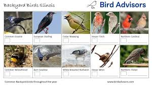 Top 29 Backyard Birds In Illinois Free