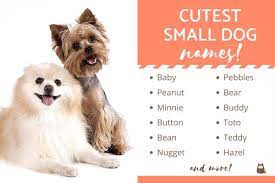 cutest names for small dogs top 100