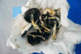 Add water and just wait for your home grown b+ shrooms to appear. Magic Mushrooms The Safest Recreational Drug Says Study The Independent The Independent