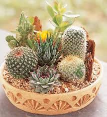 Cactus Dish Garden Easley Sc Florist