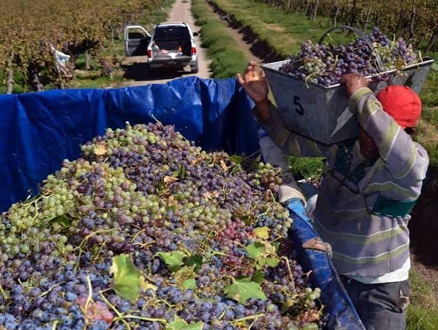 Valle de Uco: Producir vino ya implica perder $2,65 millones por hectárea y por año – Noticias AgroPecuarias