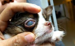 dog eye ulcer canine corneal ulcers