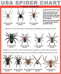 Free Spider Identification Chart With Spider Bite First Aid