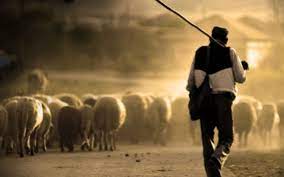 El pastor, sus ovejas y el joven ejecutivo - Vida Positiva
