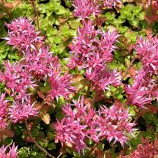 outsidepride sedum seeds purple carpet 2000 seeds