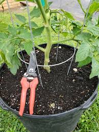 tomato pruning tips gardening in the