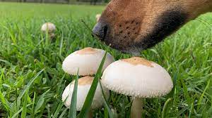 why mushrooms grow in my yard