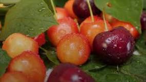 What kind of cherry is best?