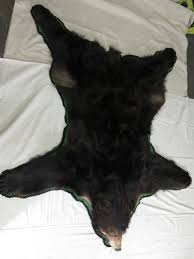 alaska black bear taxidermy rug for